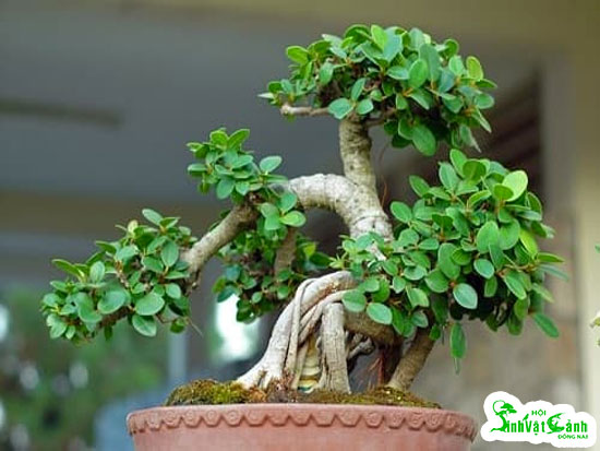 uon-bonsai