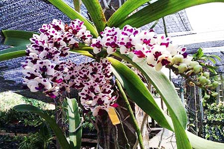 Cây Hoa Lan Đai Châu nở hoa lộng lẫy