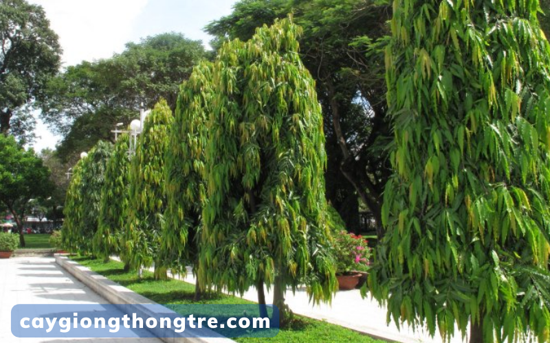 Có nên trồng cây Hoàng Nam trước nhà