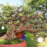 Hoi-cho-sinh-vat-canh-2