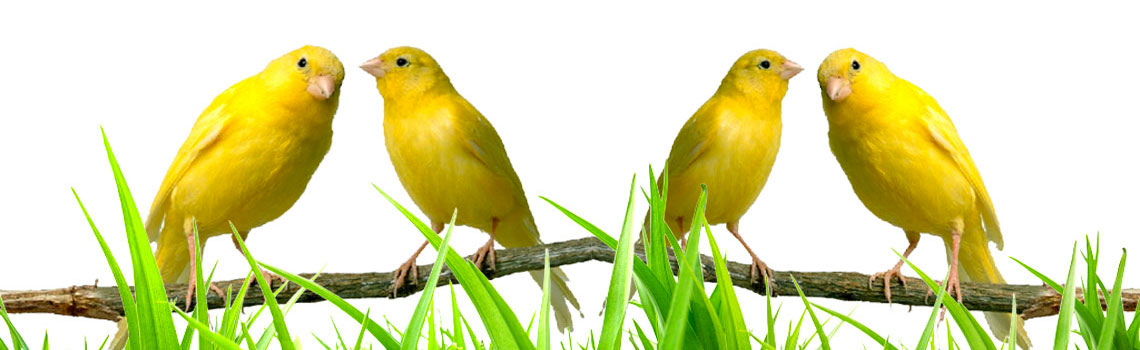 Hoi-sinh-vat-canh-dong-nai-3