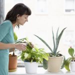 cach-cham-soc-cay-canh-trong-nha