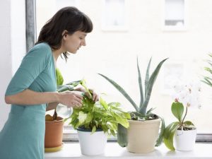 cach-cham-soc-cay-canh-trong-nha