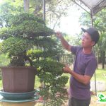nghe-nhan-bonsai