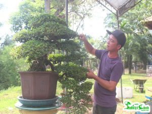 nghe-nhan-bonsai