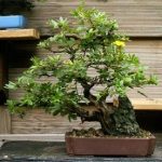 phan-bon-cho-cay-bonsai