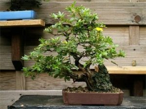 phan-bon-cho-cay-bonsai