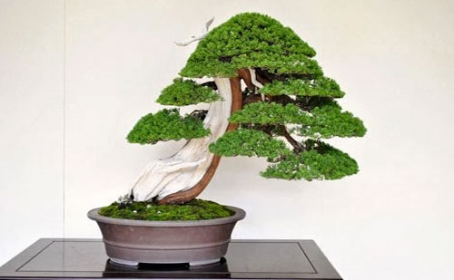 tao-dang-bonsai