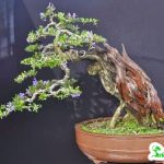 uon-bonsai-dep