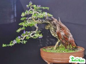uon-bonsai-dep