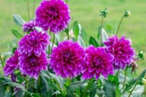 4 cac-loai-hoa-trong-trong-tet 2020