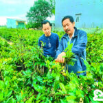 Triệu phú mai sạch