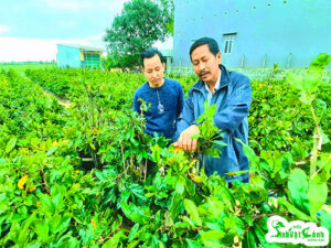 Triệu phú mai sạch