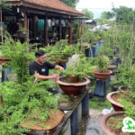 người đam mê cây cảnh