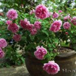 Cách trồng và chăm sóc hoa hồng trong chậu