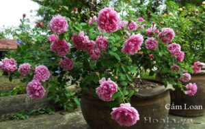 Cách trồng và chăm sóc hoa hồng trong chậu