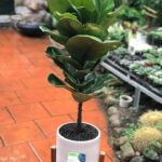 Cây Bàng Singapore