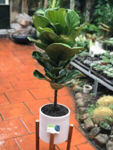 Cây Bàng Singapore