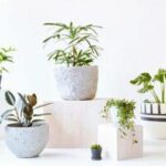 Cây Cảnh Để Bàn