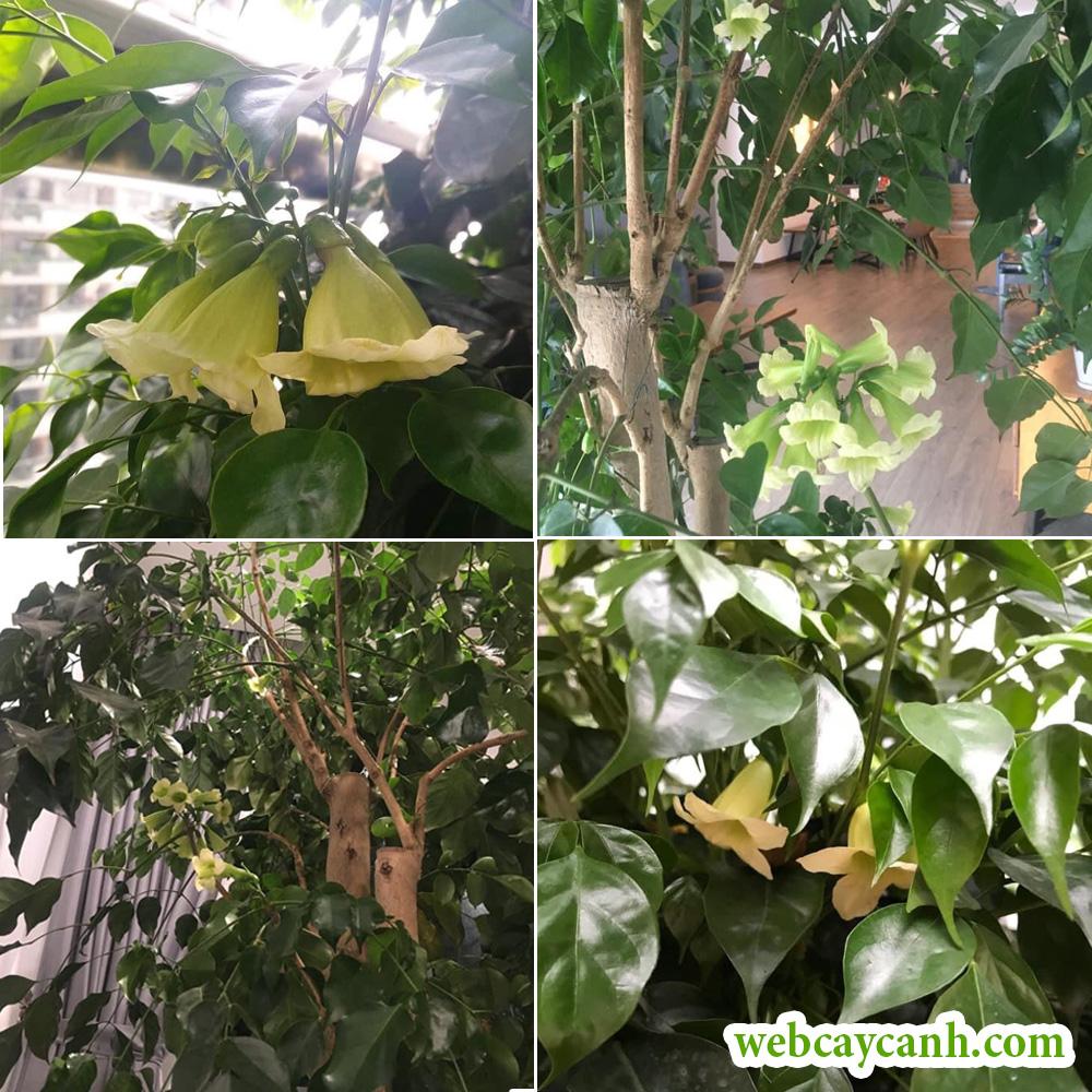cây hạnh phúc phong thủy