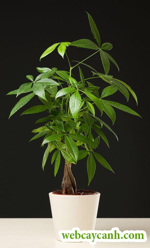 cay-kim-ngan-bi-dom-la