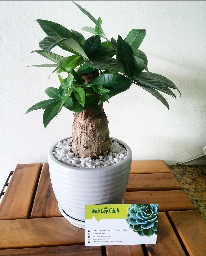 cay-kim-ngan-de-ban-1