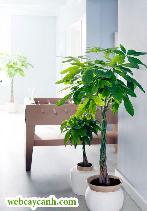 tác dụng của cây kim ngân