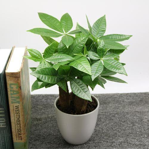 mệnh hợp cây kim ngân