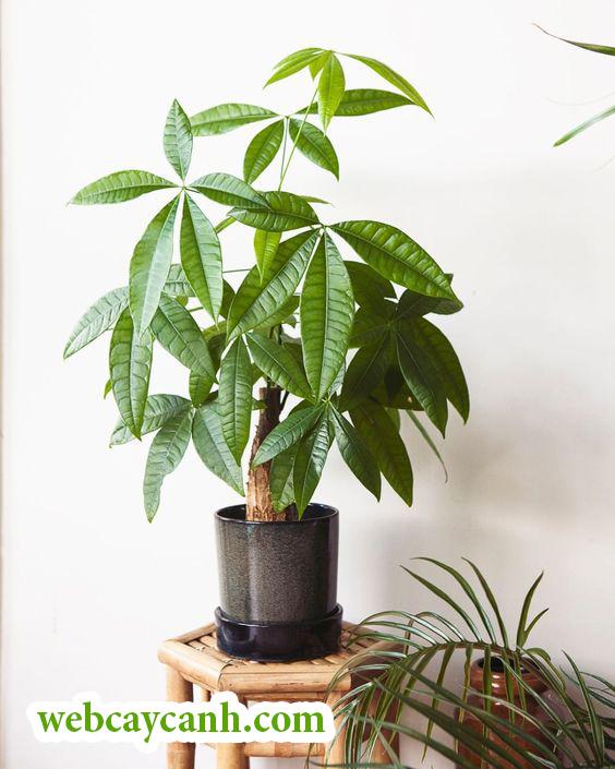 chăm sóc cây kim ngân