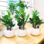 Cây kim tiền: Loài cây phong thủy mang đến giàu sang, phú quý