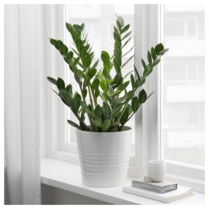 Cây kim tiền: Loài cây phong thủy mang đến giàu sang, phú quý