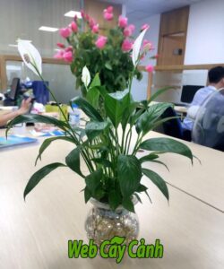 Cây Lan ý thủy sinh