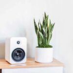 Cây lưỡi hổ là cây gì? Ý nghĩa phong thủy và cách trồng