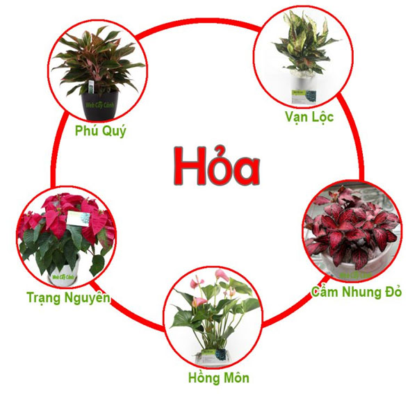 cay-menh-hoa