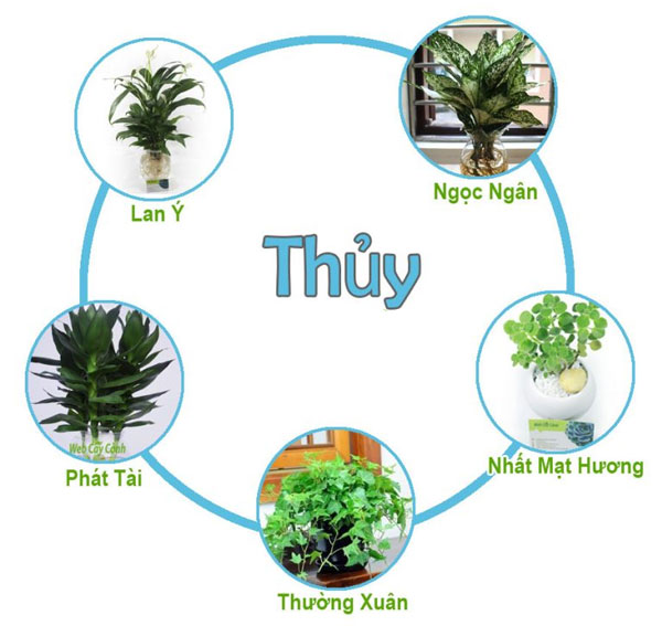cay-menh-thuy