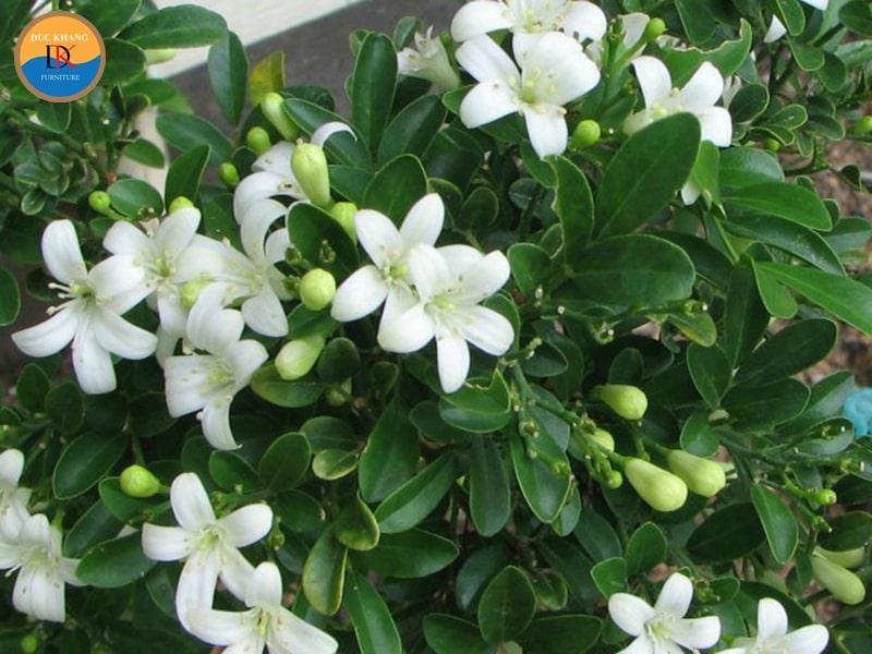 Đặc điểm của cây Nguyệt Quế