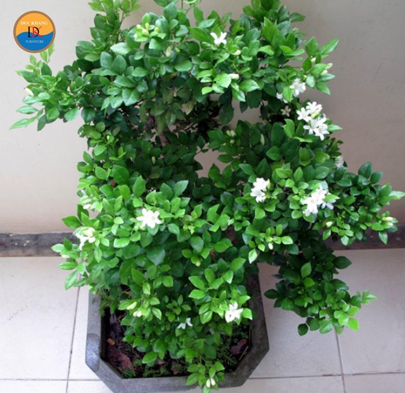 Ý nghĩa phong thủy cây Nguyệt Quế