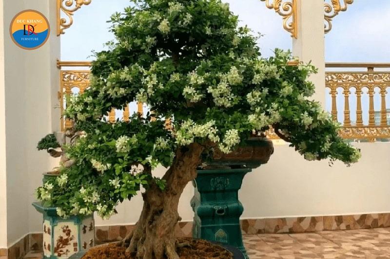 Ý nghĩa phong thủy cây Nguyệt Quế