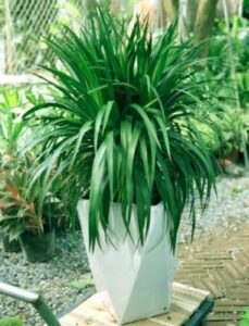 Cây Phát Tài Núi hợp mệnh gì