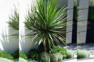 Cây Phát Tài Núi hợp mệnh gì