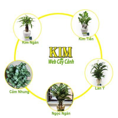 cay-phong-thuy-hop-menh-kim