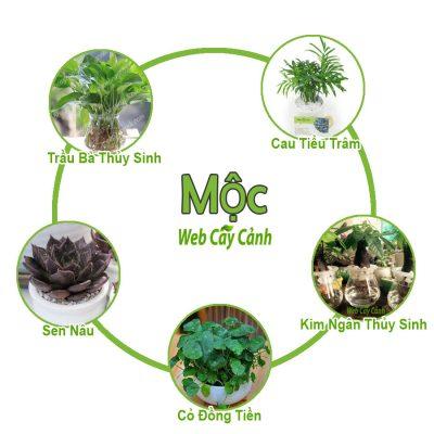 cay-phong-thuy-hop-menh-moc