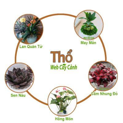 cay-phong-thuy-hop-menh-tho