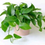 Cách trồng và ý nghĩa phong thuỷ của cây trầu bà