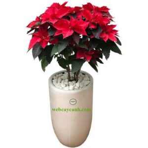 Cây Trạng Nguyên