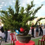 Nghệ nhân Lee Chung Hong - Đài Loan cùng cộng sự tạo tác Bonsai tại ASPAC15