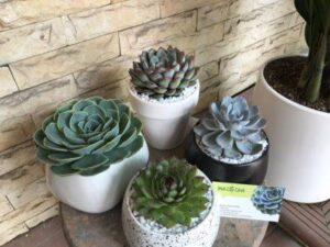 Cây Cảnh Sen Đá