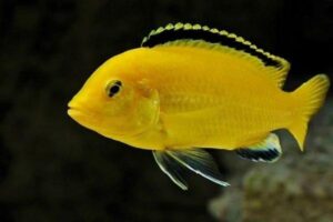 Cá Ali: Đặc điểm, phân loại, giá bán và cách nuôi - Eva