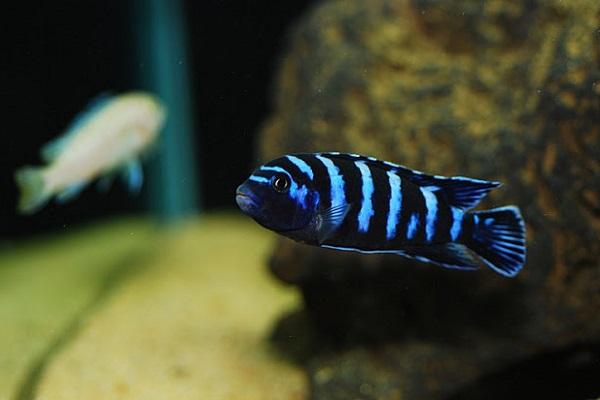 Cá Ali: Đặc điểm, phân loại, giá bán và cách nuôi - 4