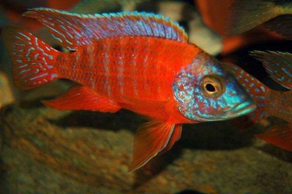 Cá Ali: Đặc điểm, phân loại, giá bán và cách nuôi - 5
